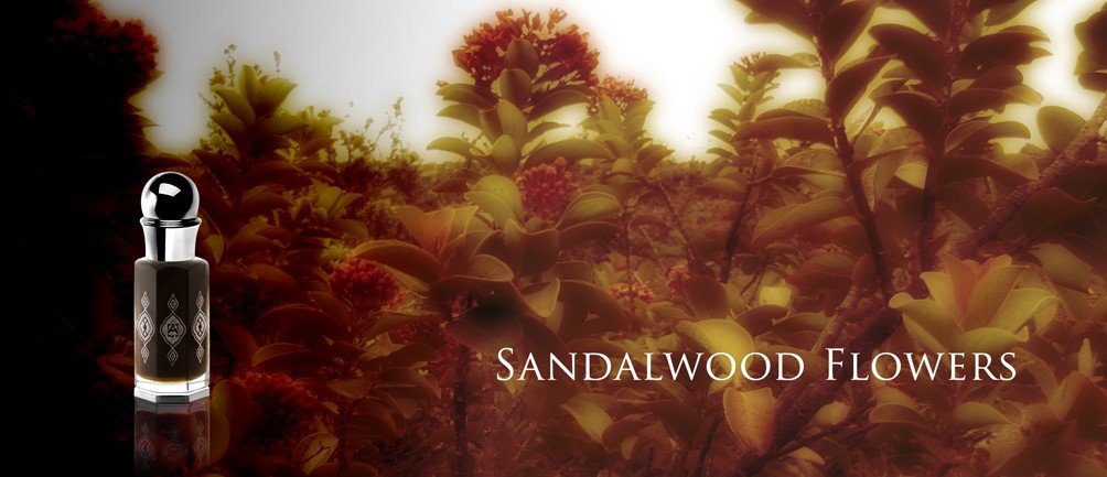 Sandalwood Flowers